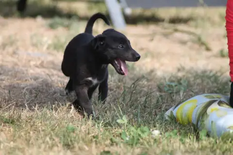 Whippet photo 2