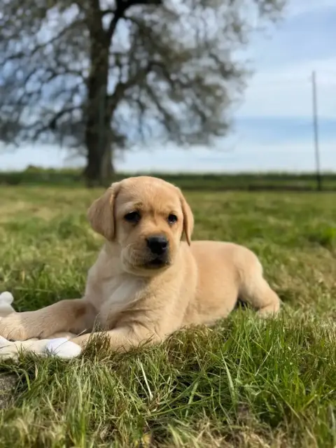 Labrador Retriever  Chiot N°6 Du Moulin De Madjurie 0c022