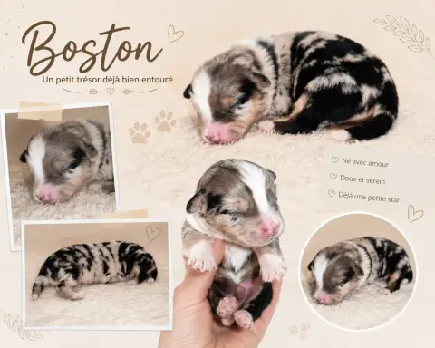 Berger Américain Miniature  Boston Du Prestige Mini B 96646