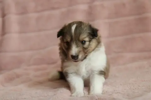 Shetland Sheepdog  Belladona De L'Or Des Fées photo 2
