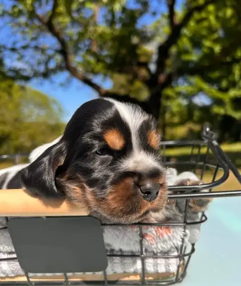 Cocker Spaniel Anglais  Chiot Tricolore Du Mas Destin ee55f