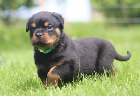 Rottweiler photo 3