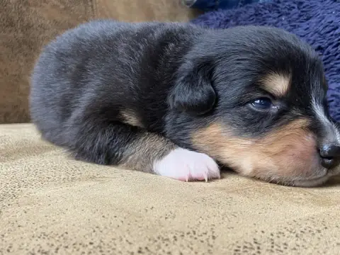 Berger Australien 
                        Chiot N°1  add39
