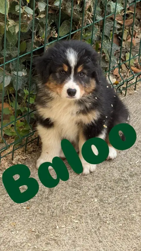 Berger Australien  Balou Du Domaine De Country