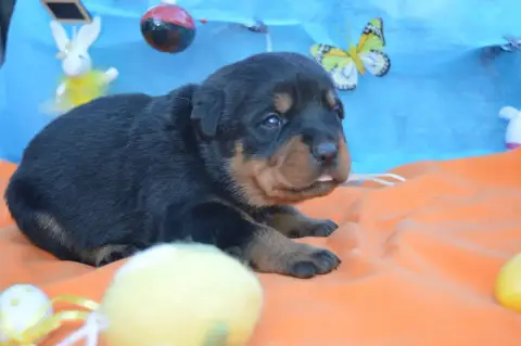Rottweiler  Collier Beige Des Gardiens De Feu photo 3