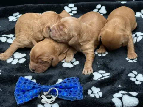 Cocker Spaniel Anglais  Chiot N°2 Des Joyaux Des Ki M d0171