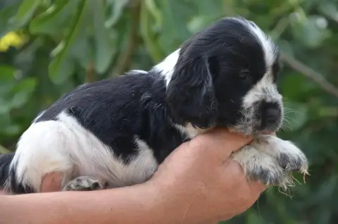 Cocker Spaniel Anglais  Chiot N°4 De La Foret Des Rev d235a photo 3