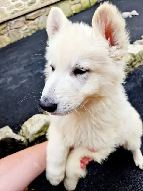 Berger Blanc Suisse  Billy Des Ty Toutous Celtique