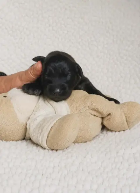 Leonberger  Chiot Vert Clair Des Terres Noires D'Epon c5758