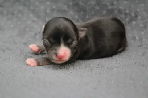 Chihuahua  Chiot N°3 Des Terres De La Faisanderie photo 3