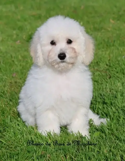 Caniche  Blanco Du Bois De Morchène photo 2