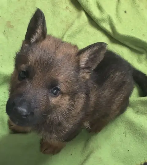 Berger Allemand  Blue Von Die Weisen Lander