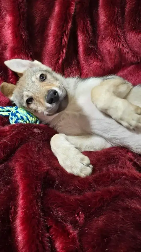 Chien-