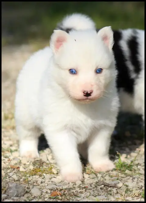 Laika De Iakoutie  Chiot N°1 L'Eden Des Shokou
