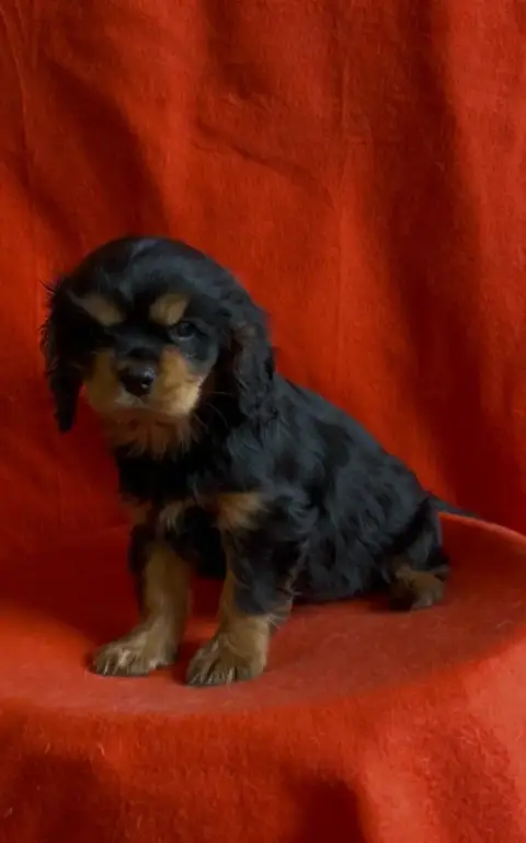 Cavalier King Charles Spaniel  Chiot N°1 Du Souvenir  b6baf photo 3
