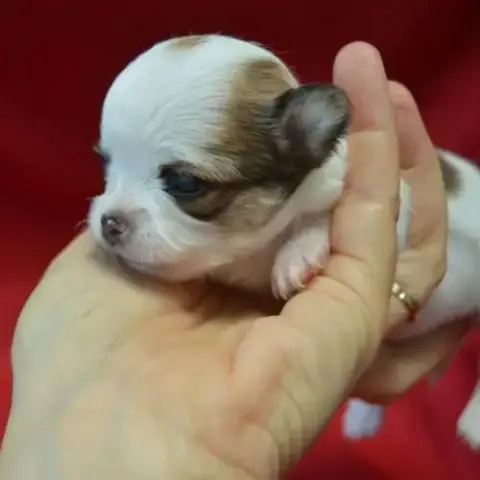 3 Femelles Chihuahua Poils Longs À Réserver