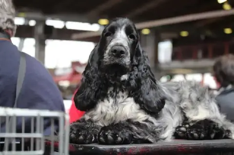 Cocker Spaniel Anglais photo 3