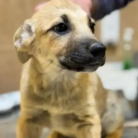Mike Bébé Croisé Malinois, Adoption Urgente