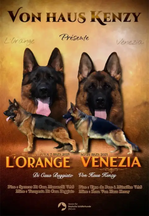 Berger Allemand  Chiot Mâle Poil Court Von Haus Kenzy 4b3c6