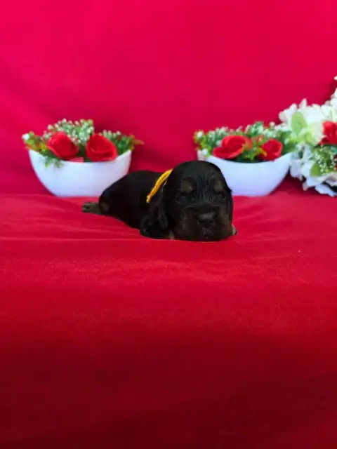 Cocker Spaniel Anglais  B........... Du Domaine De St 249f2 photo 2