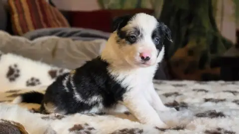 Border Collie  Bleu Merle Tricolore Des Lacs De La Co 0332e photo 2