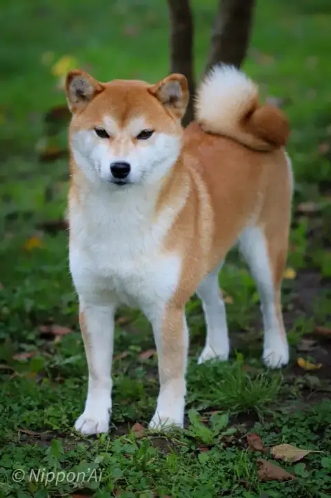 Shiba  Baïko Du Domaine D'Amserpa photo 3
