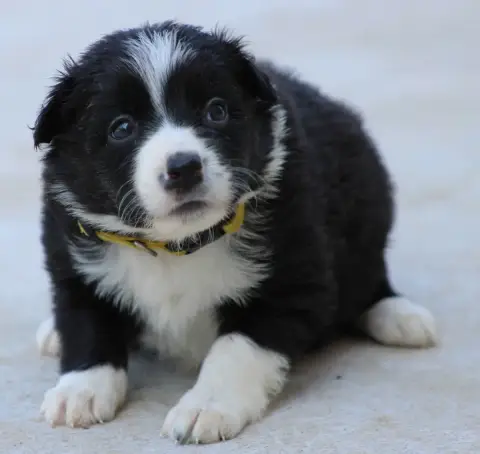 Border Collie 
                        Collier Jaune  f9b18 photo 3