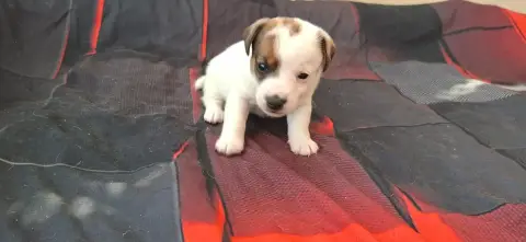 Jack Russell Terrier  Chiot 7 De L'Etang De Rochefort 39914 photo 2