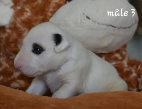 Bull Terrier photo 3