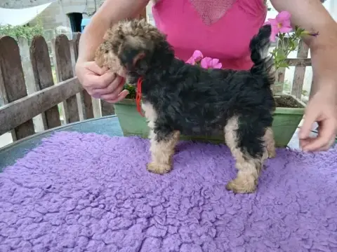 Lakeland Terrier  Balmain Des Regaires photo 3