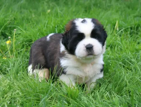 Chien Du Saint- photo 2