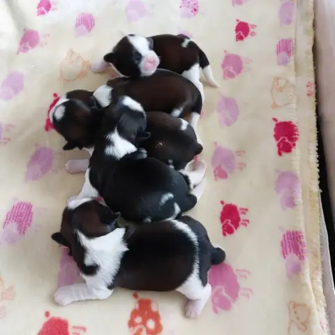 Shih Tzu  Chiot 2 Des Trésors De Kailash