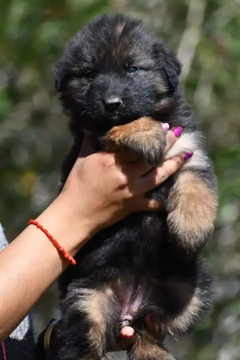 Berger Allemand Poil Long  Chiot N°4 Du Domaine De Br 77f8c