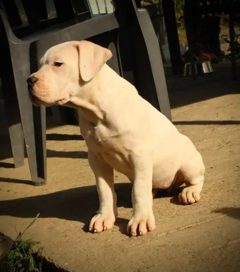 Dogo Argentino  B... Del Sueño Latino Del Sueno Latin f66aa photo 3