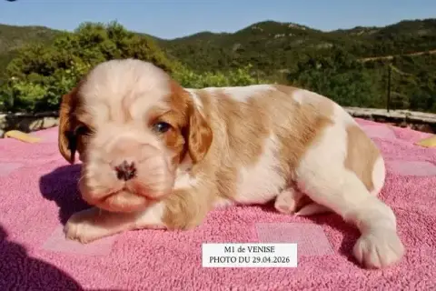 Cavalier King Charles Spaniel  M1 Venise De La Bastid 84c19