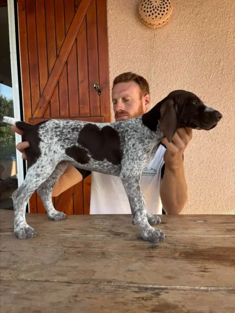 Braque Allemand À Poil Court  Chiot 2 Des Legendes St d9e1d photo 3