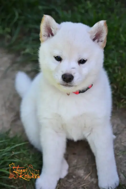 Shiba  Yuri Go Inari Kitsuken photo 2
