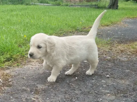 Golden Retriever photo 3