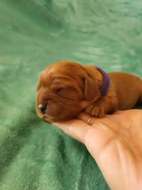 Cavalier King Charles Spaniel  Chiot 7 Du Royaume De  a7b49 photo 2