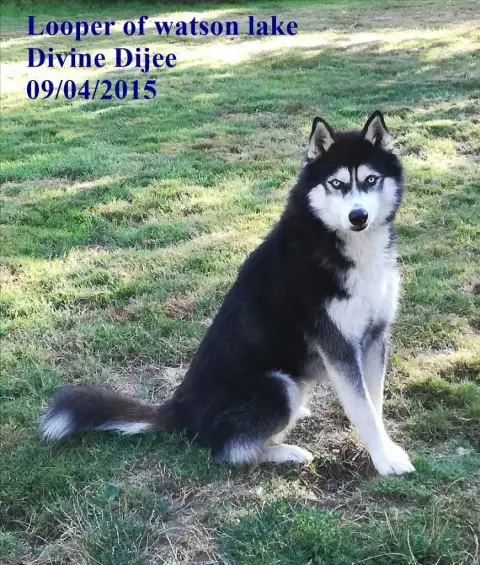 Siberian Husky  Chiot N°3 De La Tendre Puissance photo 2