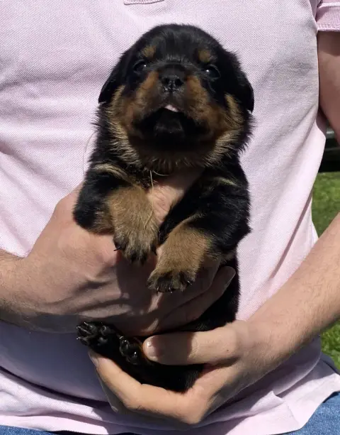 Rottweiler photo 2