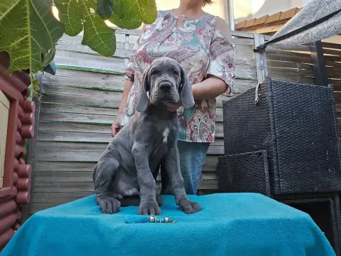 Dogue Allemand  Baboon Magique De La Guilde Des Néphi 4b15c photo 3