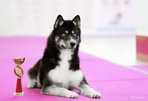 Siberian Husky  Chiot 2 Blue Escape photo 3