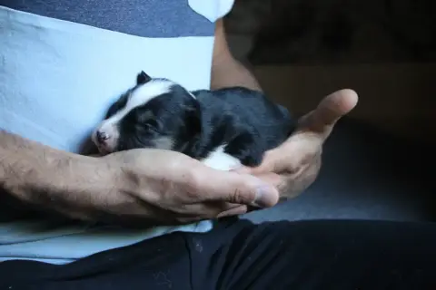 Laika De Iakoutie