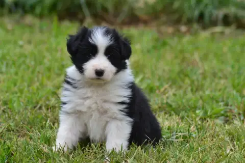 Border Collie  B..... De La Colline D Ans De La Colli be4a8 photo 2
