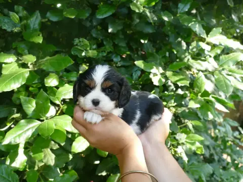 Cavalier King Charles Spaniel photo 2