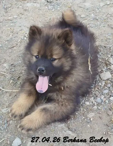 Eurasier  Berkana Beebop Des Crinières De Feu photo 2