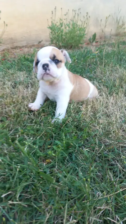 Bulldog Anglais  B Stocky Family