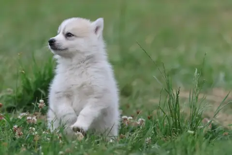 Siberian Husky  Chiot N°2 De Daybreak Northern