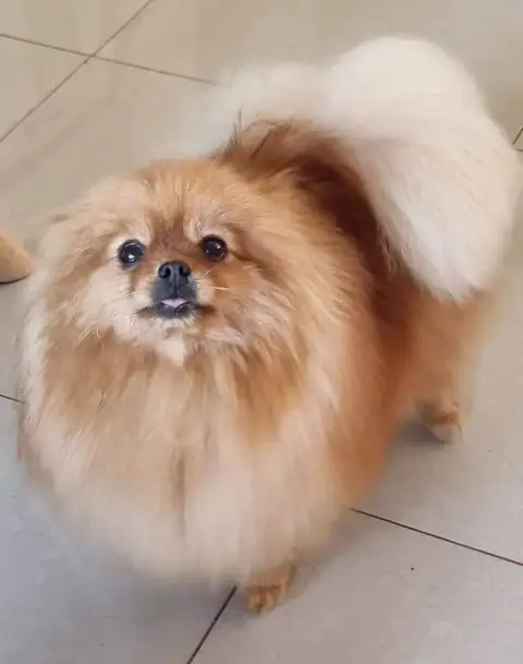 Spitz Allemand  Bbobbi photo 3